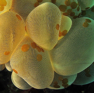 Bubble coral with lice?
Who knows the bugs? by Chris Krambeck 